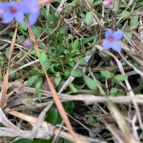 Houstonia pusilla 叶