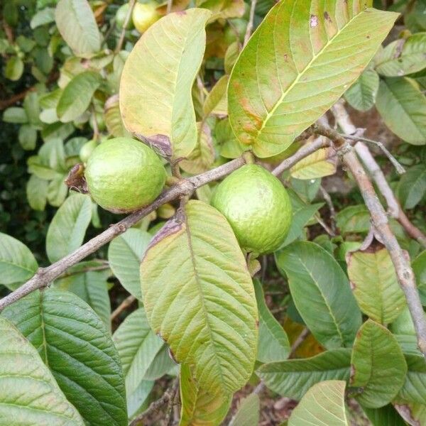 Psidium guajava Φρούτο