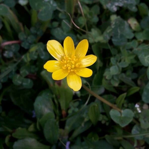 Ranunculus ficaria Floro