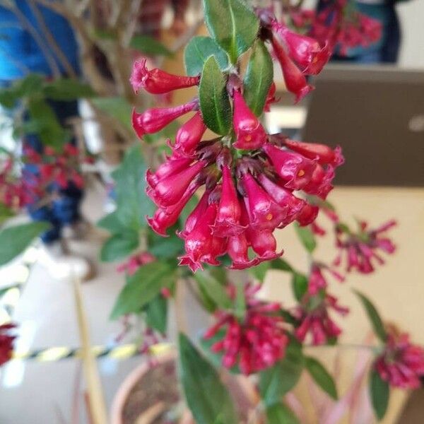 Cestrum elegans Fiore