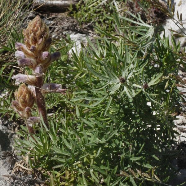 Centaurea corymbosa Habit