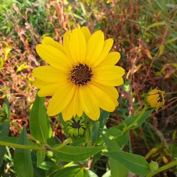 Helianthus tuberosus Flower