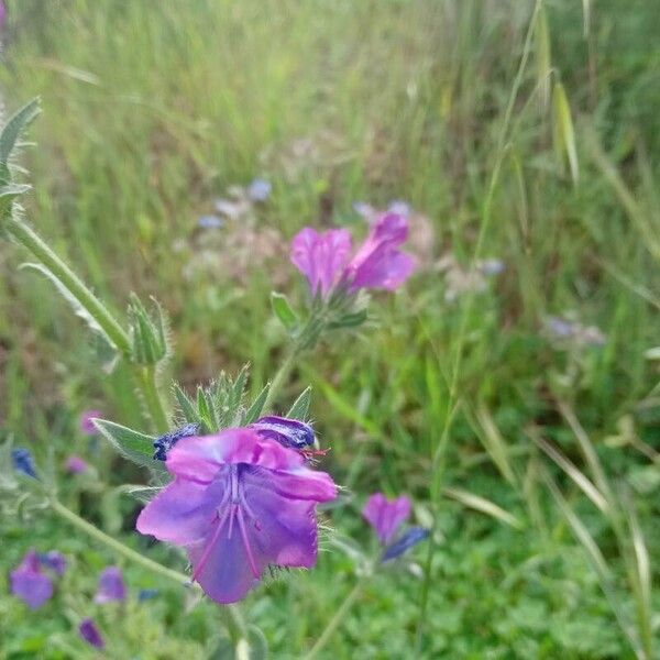 Echium plantagineum Květ