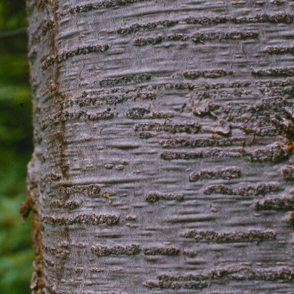 Abies lasiocarpa Žievė