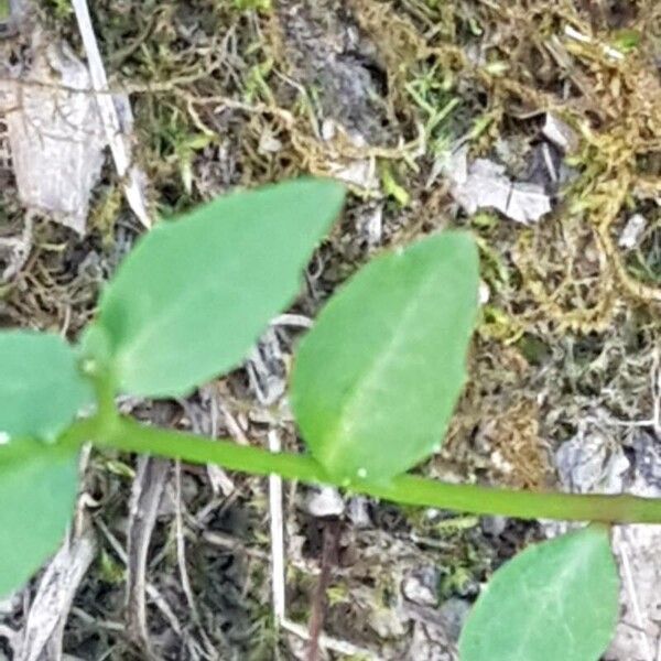 Lobelia purpurascens ഇല