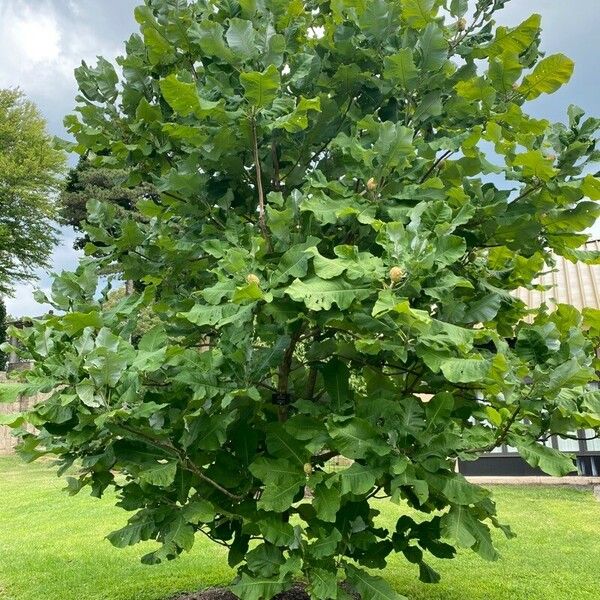 Magnolia ashei Natur