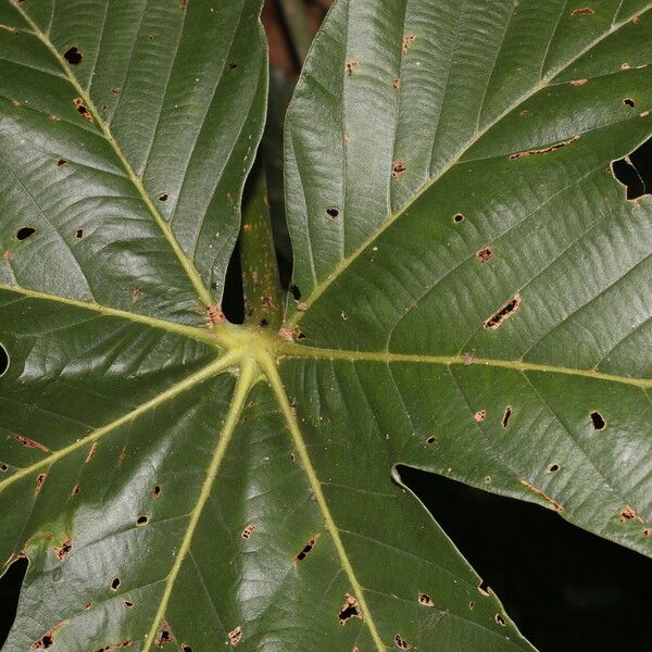 Pourouma bicolor Blad