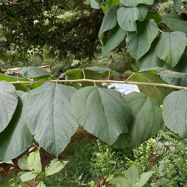 Morus rubra Leaf