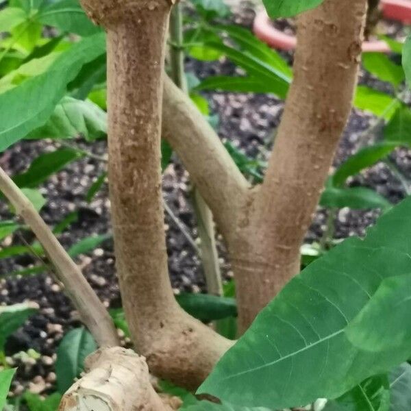 Rauvolfia tetraphylla പുറംതൊലി