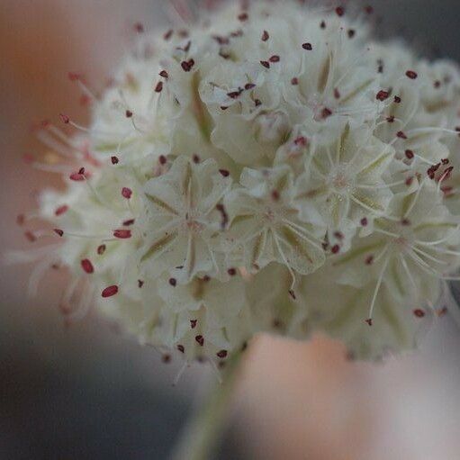 Eriogonum ovalifolium Flor