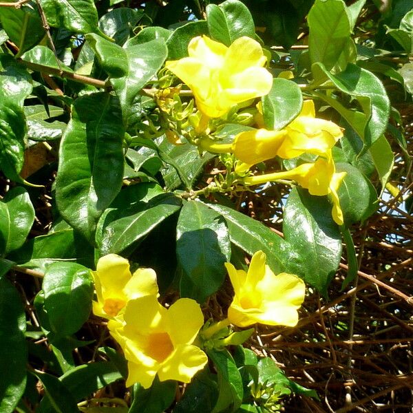 Allamanda cathartica Kvet