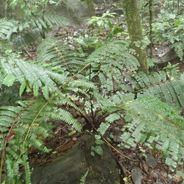 Didymochlaena truncatula Habit