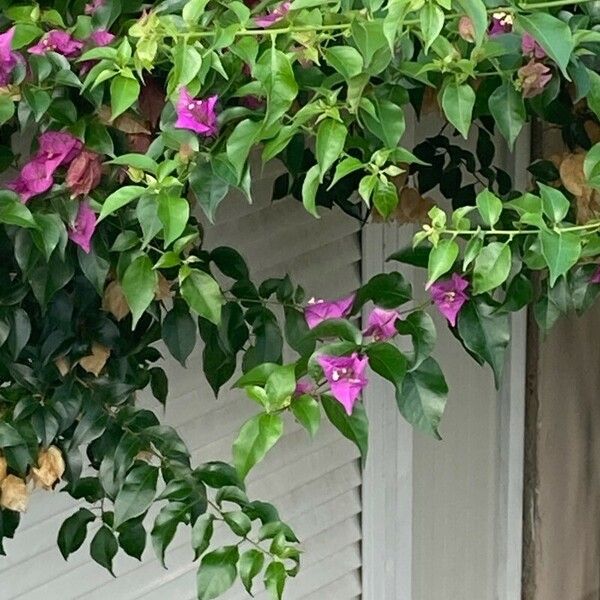 Bougainvillea glabra Flower