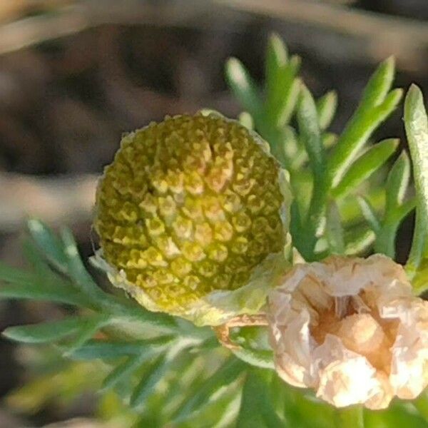 Matricaria discoidea Blüte