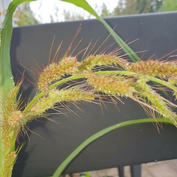 Echinochloa crus-galli Floare