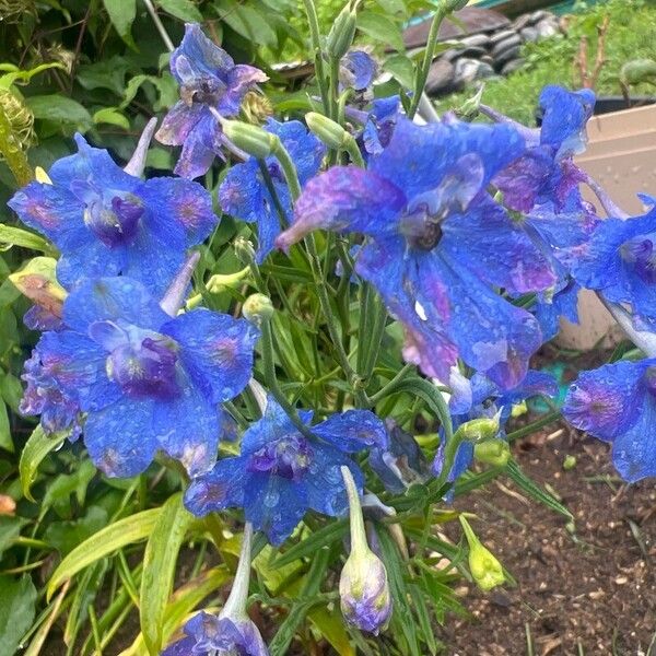 Delphinium grandiflorum Lorea