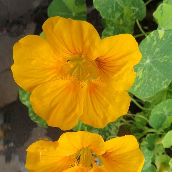 Tropaeolum majus Квітка