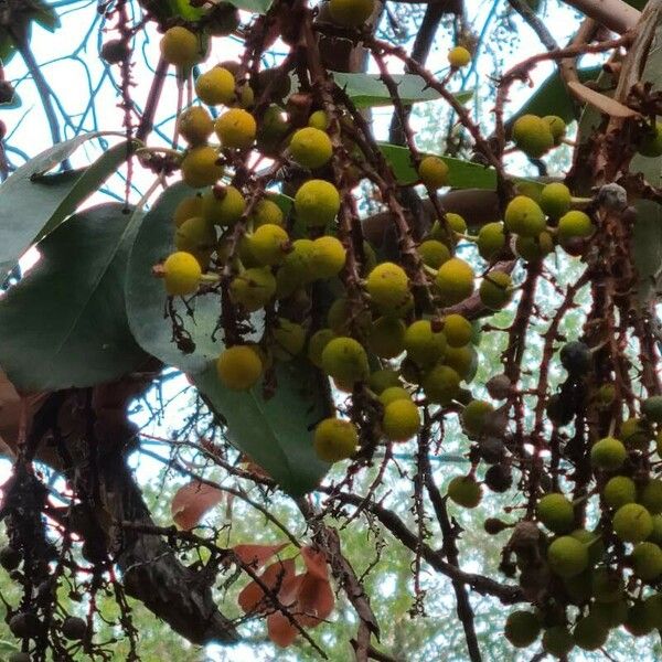 Arbutus menziesii Φρούτο