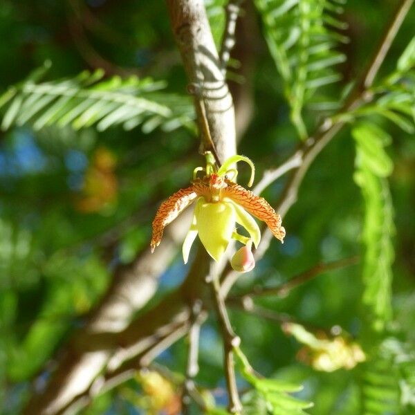 Tamarindus indica Virág