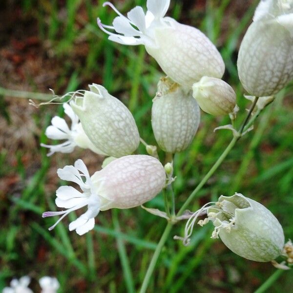 Silene vulgaris 花