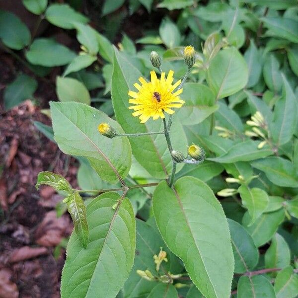 Diervilla lonicera Квітка