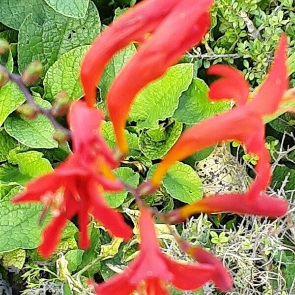 Crocosmia × crocosmiiflora 花