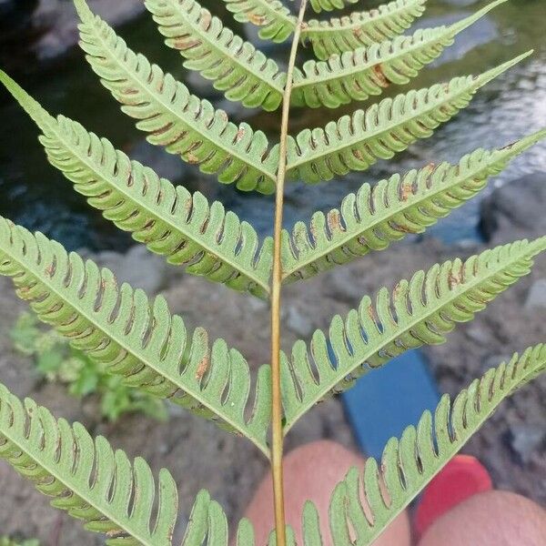 Pteris tripartita Blatt