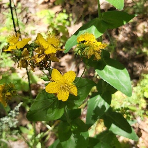 Hypericum montbretii Habit