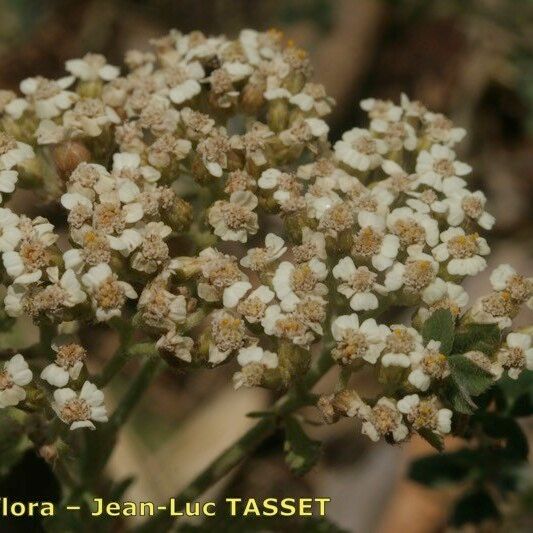 Achillea crithmifolia Flower