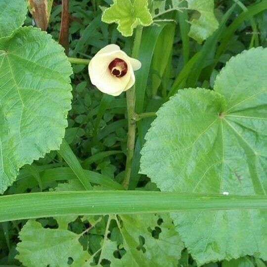 Abelmoschus esculentus Flor