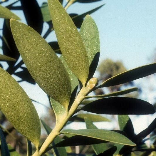 Agathis lanceolata Leaf