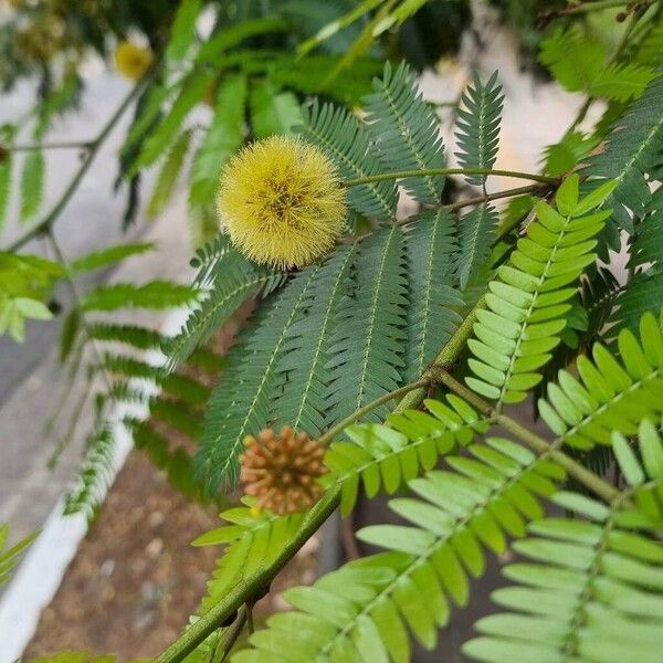 Cojoba arborea പുഷ്പം