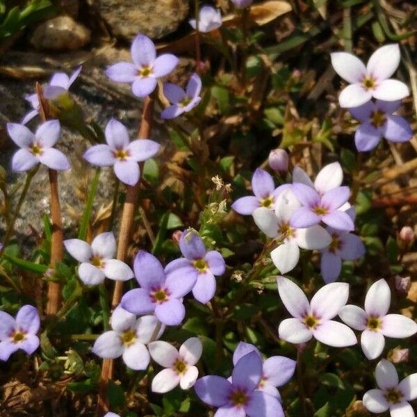 Houstonia pusilla Kvet