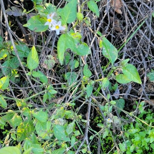 Solanum douglasii Flor