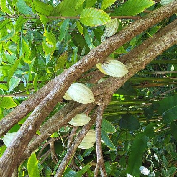 Theobroma cacao Frukto