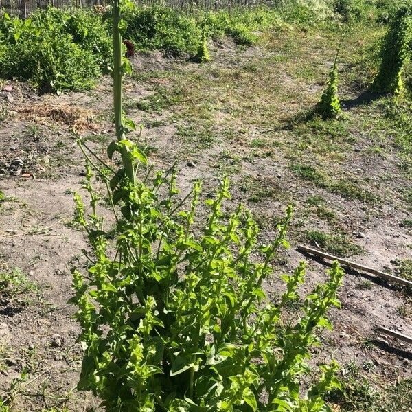 Cichorium endivia Hábitos