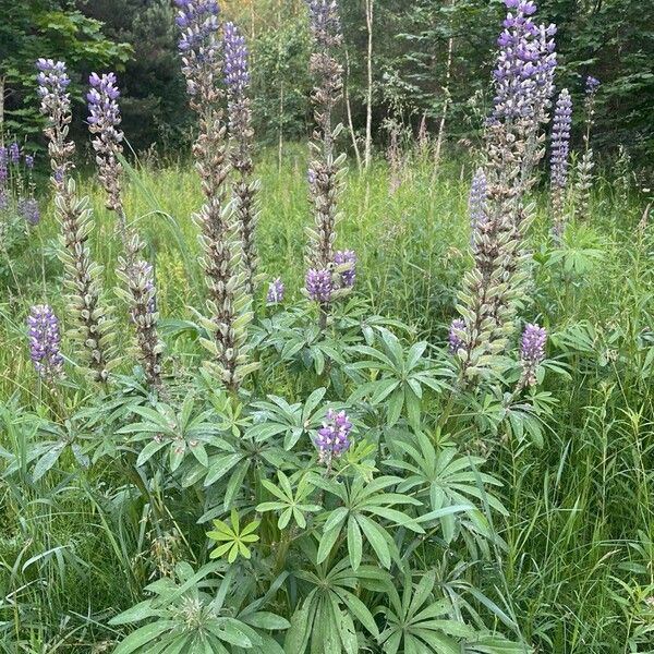 Lupinus polyphyllus Кветка