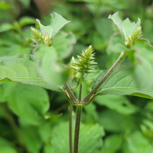 Achyranthes bidentata ഇല