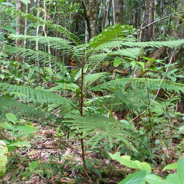 Acacia mearnsii Облик