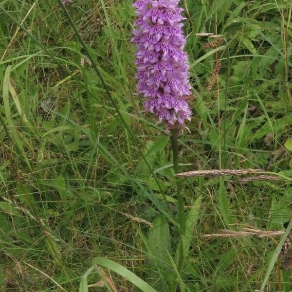 Dactylorhiza fuchsii Çiçek