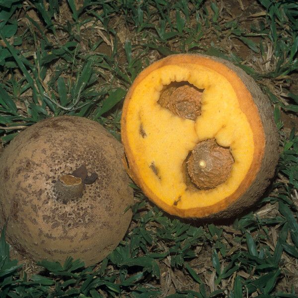 Mammea americana Fruit