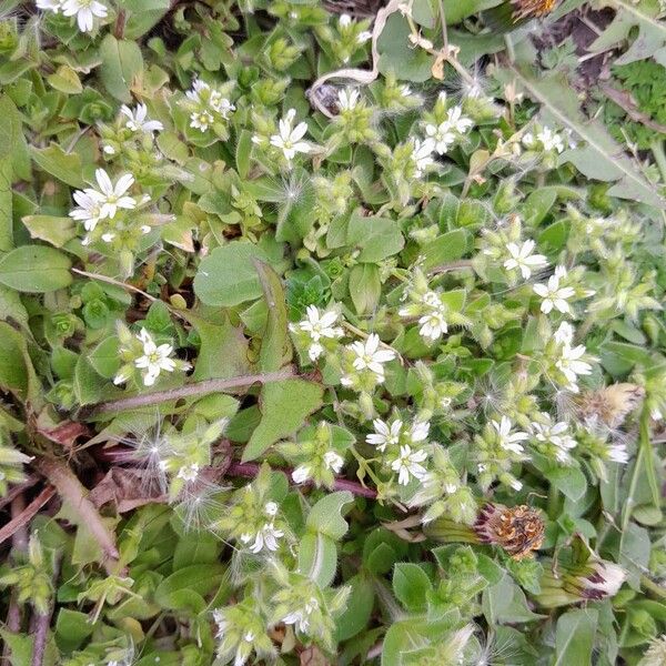 Cerastium glomeratum অভ্যাস