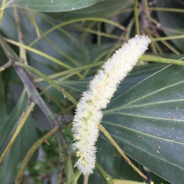 Acacia mangium Flor