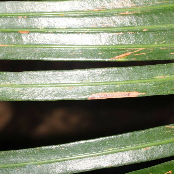 Cycas taiwaniana Leaf