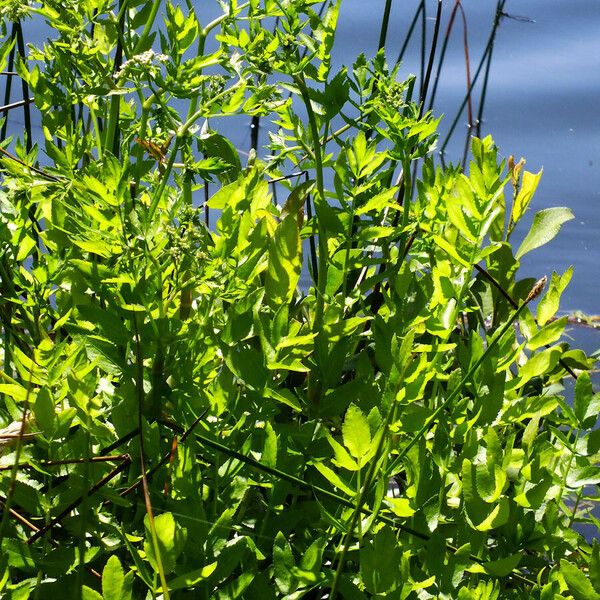 Sium latifolium Vekstform