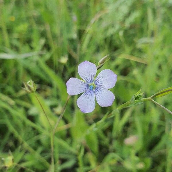 Linum bienne Flower