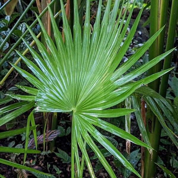 Latania verschaffeltii Leaf