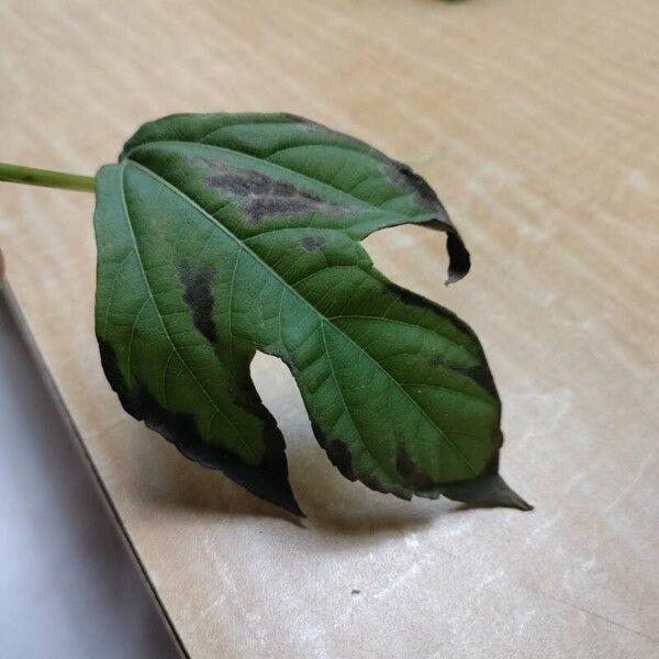 Tithonia diversifolia Blad