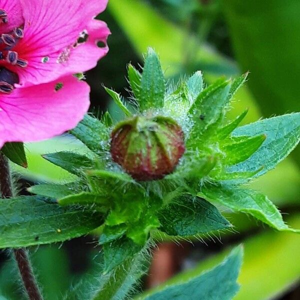 Potentilla nepalensis Fleur