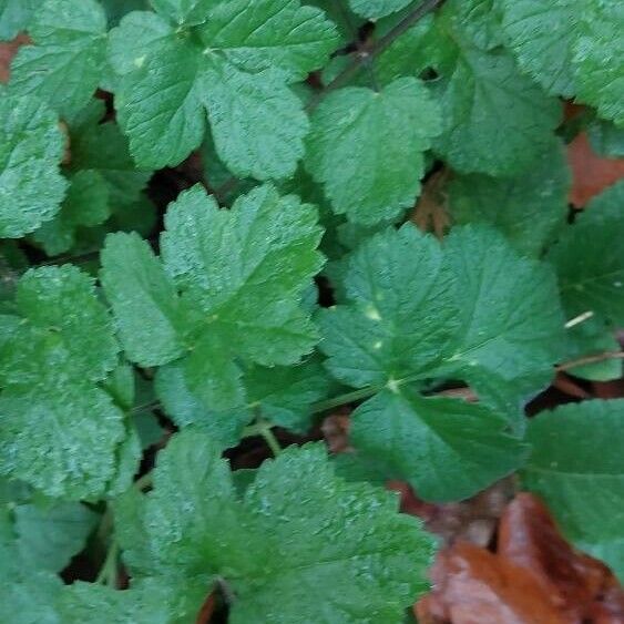 Heracleum sibiricum पत्ता